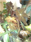 begonia2